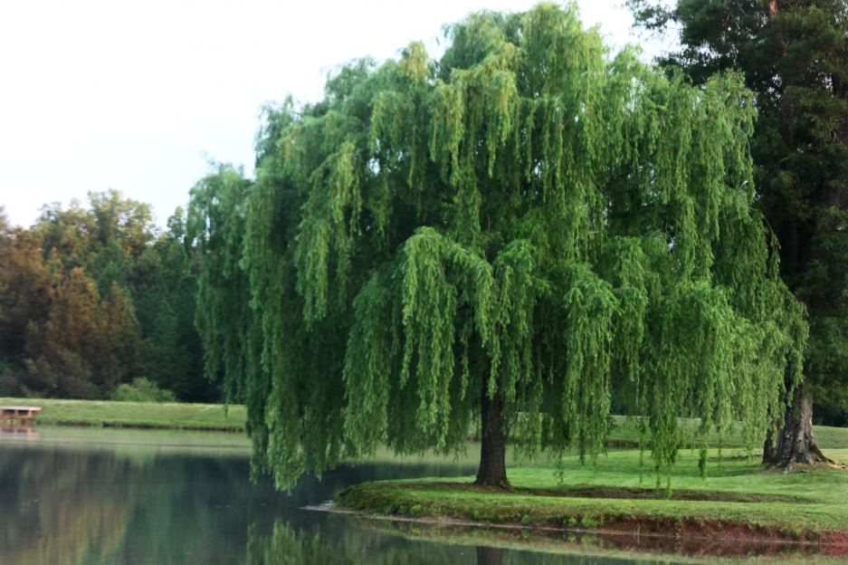cropped-willow-tree-on-lake-e1399900601773-1.png